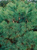 Pinus Stobus 'Radiata'