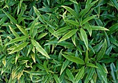 Aucuba japonica 'Salicifolia'