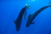 Short-finned pilot whales