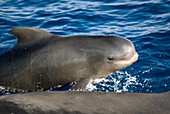 Short-finned pilot whale calf