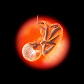 Human foetus in the womb,artwork