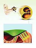 Human ear anatomy,artwork