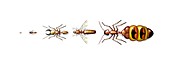 Ant types,artwork