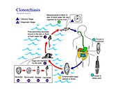 Clonorchiasis parasite life cycle