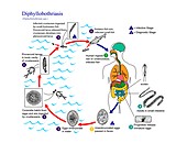 Fish tapeworm life cycle