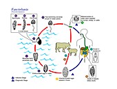Fascioliasis parasite life cycle