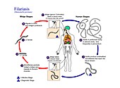 Serous cavity filariasis life cycle