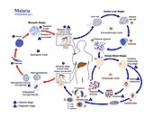 Malaria parasite life cycle