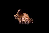 Fossilised hominoid jaw fragment