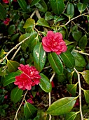 Camellia japonica 'J.J Whitfield'