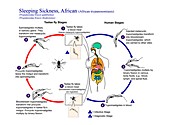 African sleeping sickness life cycle