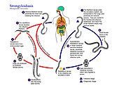 Strongyloidiasis parasite life cycle