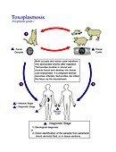 Toxoplasmosis parasite life cycle