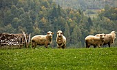Flock of sheep,Romania