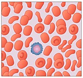 Red blood cells,artwork