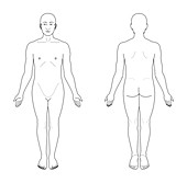 Anatomical position,artwork