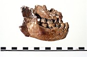 Homo habilis jaw fragment