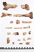 Australopithecus skeleton fragments