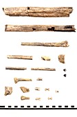 Homo skeleton fragments