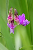 Lathyrus palustris flowers