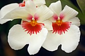 Orchid (Miltonia sp.)