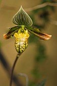 Orchid (Paphiopedilum venustum)