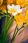 Freesia sp