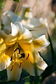 Lily (Lilium orientale)