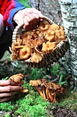 Mushroom picking