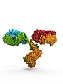 Immunoglobulin G antibody molecule