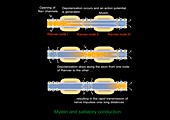 Saltatory conduction of nerve impulse