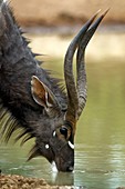 Nyala drinking water