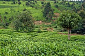 Tea plantations,Kenya