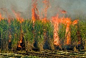 Sugar cane being burnt