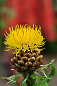 Yellow Knapweed (Centaurea macrocephala)