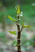 Japanese Knotweed (Reynoutria japonica)