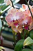 Orchid (Polystachya cucullata)