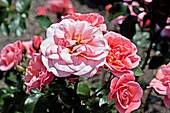 Rose (Rosa 'Fredensborg')