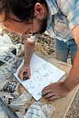 Palaeontological excavation,France
