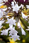 Agapanthus campanulatus var. albidus