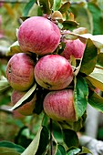 Apple (Malus 'Tydeman's Early Worcester')