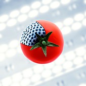 GM tomato,conceptual image