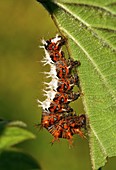Comma butterfly caterpillar