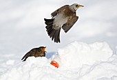 Fieldfare and blackbird in snow