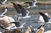 Grey-headed gulls