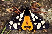 Cream-spot tiger moth