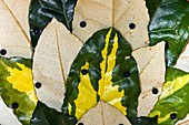 Elaeagnus pungens 'Maculata' leaves