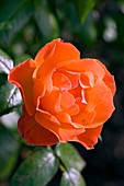 Rose (Rosa 'Fellowship Harwelcome')
