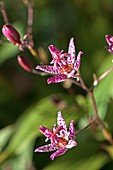 Toad Lily (Tricyrtis macropoda)