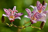 Toad Lily (Tricyrtis 'Tojen')
